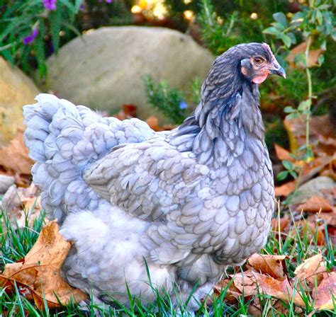 Pretty hen. | Fancy chickens, Beautiful chickens, Chickens backyard