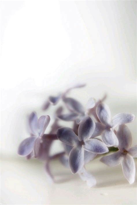 Pin Di 𝒯 𝒾 𝓃 𝒶 Su Lilacs ~ Fiori