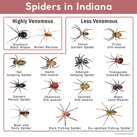 House Spider Identification Chart Usa Spider Identification Chart The