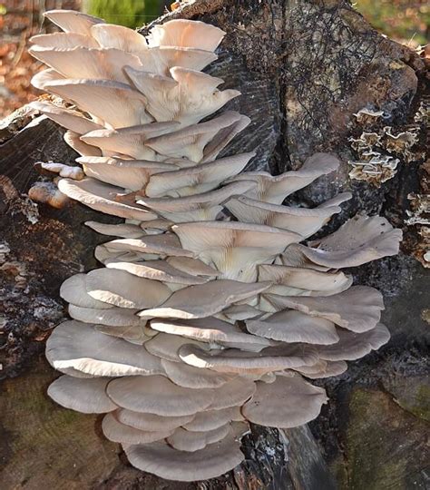 9 Most Common Edible Mushrooms In Maine Foragingguru