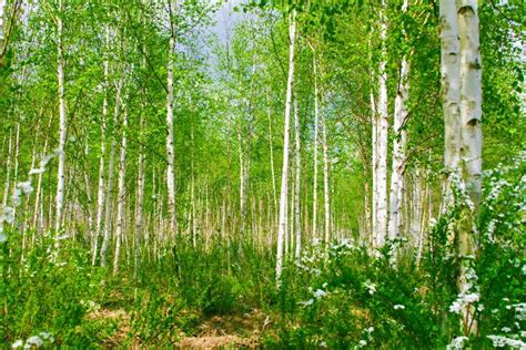 Green Birch Tree Forest In Spring Stock Image Image Of Center Fresh
