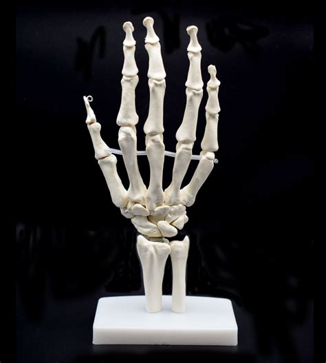 Right Hand Hand Bone Anatomy Anatomy Structure