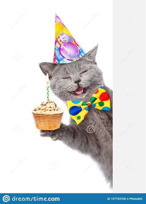 happy cat in birthday hat with cupcake holding a pointing stick and points on empty banne