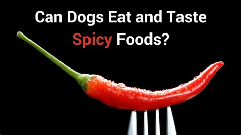 Dogs can't eat spicy food. Can Dogs Eat and Taste Spicy Foods? - Smart Dog Owners