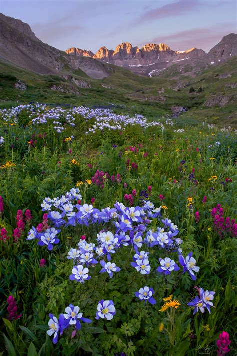 American Basin Colorado Wildflowers Beautiful Nature Beautiful