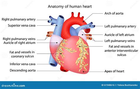 Medical Human Heart Stock Vector Illustration Of Healthcare 61948616