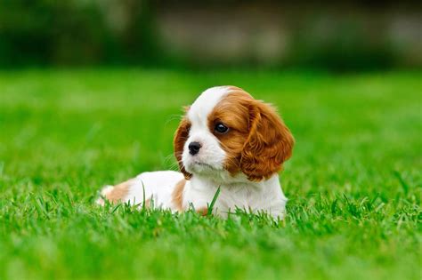 How Much Does A Cavalier King Charles Spaniel Cost Puppy Prices And Expenses