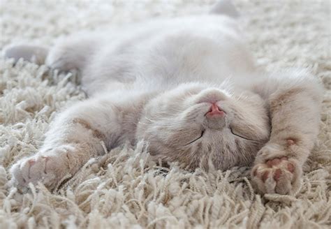 猫は何時間寝る？寝姿でわかる安心度と、快適なベッドの選び方｜アクサダイレクト