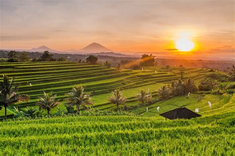 8 Best Bali Rice Terraces Most Popular Places To See Rice Paddies In