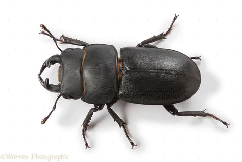 Lesser Stag Beetle photo - WP26634