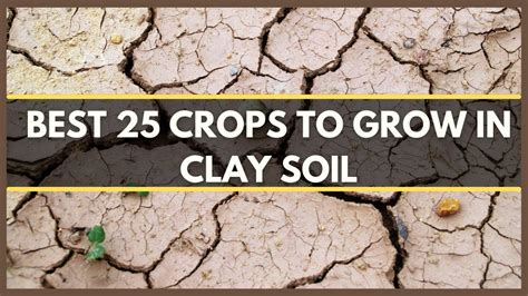 Clay Soil Best 25 Crops That Grow Well In Clay Soil Clay Soil Plants