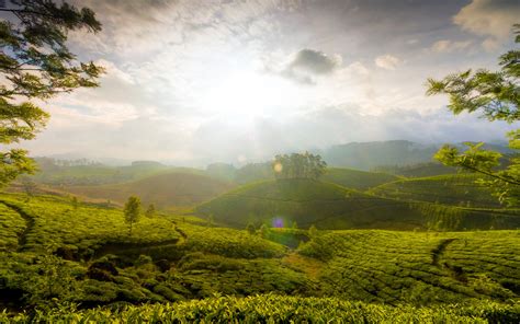 Munnar Hills India Hd World 4k Wallpapers Images Backgrounds