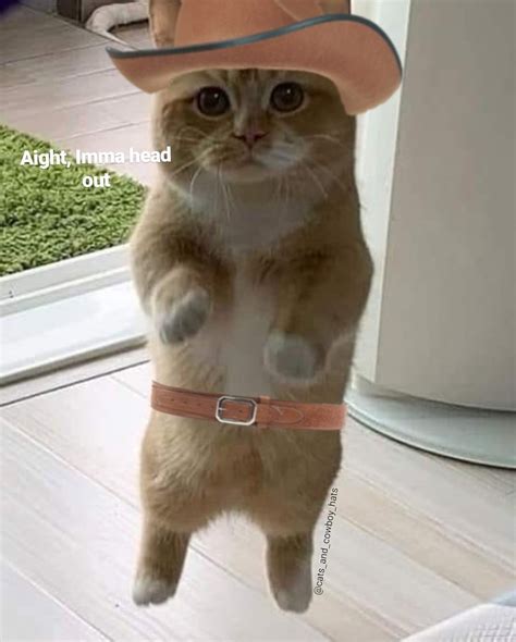 Cat Cowboy Hat Persian Male Cat Wearing A Cowboy Hat Photo Wp18251