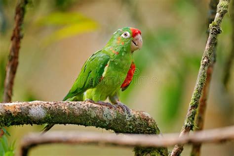 Crimson Fronted Parakeet Aratinga Funschi Portrait Of Light Green Parrot With Red Head Costa