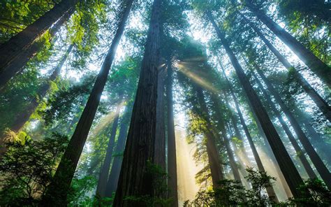 Trees In Sequoia National Park Wallpaper For Widescreen Desktop Pc