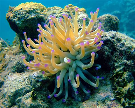Sea Anemone Anemone Underwater Plants