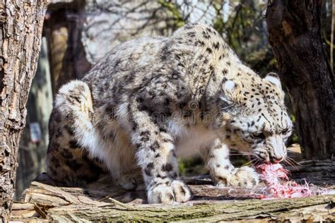 Snow Leopard Uncia Uncia Eating Rabbit Stock Image Image Of Animal
