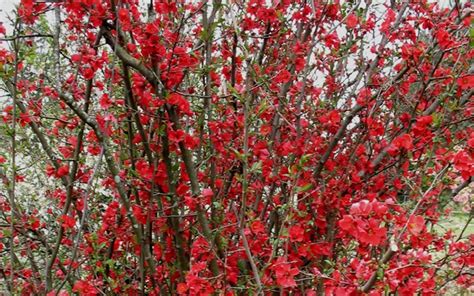Deer resistant shrubs for spokane,vw garden: Spitfire Flowering Quince - Spitfire Flowering Quince ...
