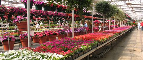 Garden Center Plants And Products Mn Wagners Greenhouses