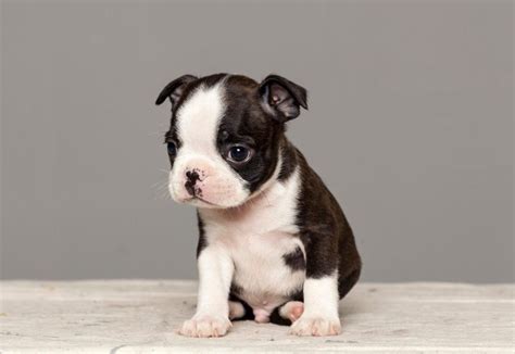 The Ultimate Roundup Of The 50 Cutest Dog Breeds As Puppies Pet Dogs