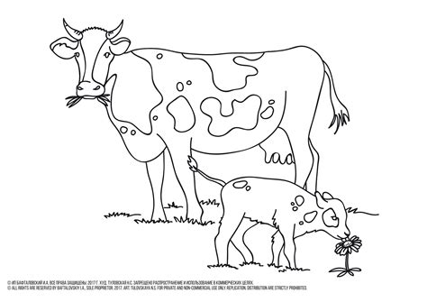 Cow Coloring Pages Free Printable
