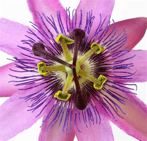 Close Up Of Centre Of Pink Passion Flower Photograph By Rosemary