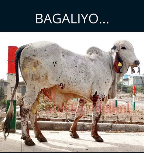 Gir Bull Frozen Semen Bagaliyo Packaging Size 050 Ml At Best Price In Rajkot