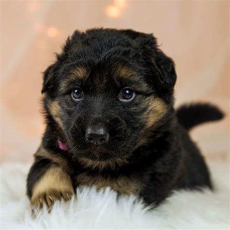 German Shepherd Puppies For Sale In Texas