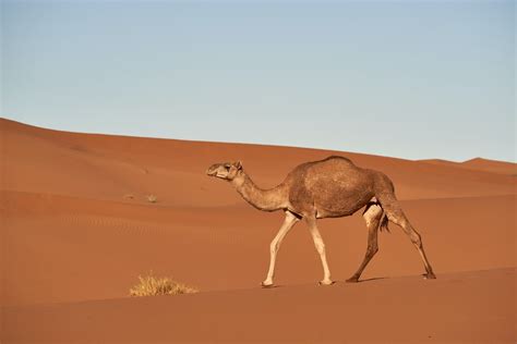 Camelcamelcamel and it spits out price history for the product. Camel Desert Pictures | Download Free Images on Unsplash