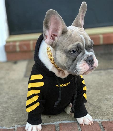 You won't be able to. Woof-White "Woof" Dog Hoodie - Yellow - Supreme Paw Supply