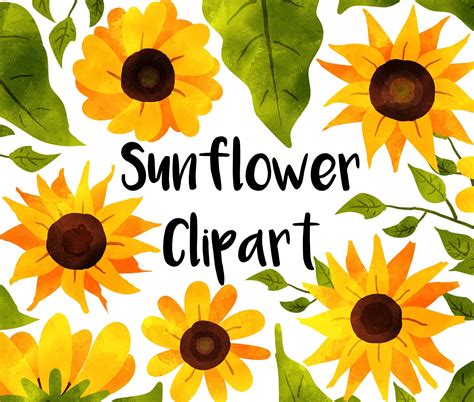 Sunflower Watercolor Clipart Sunflowers Clip Art Digital