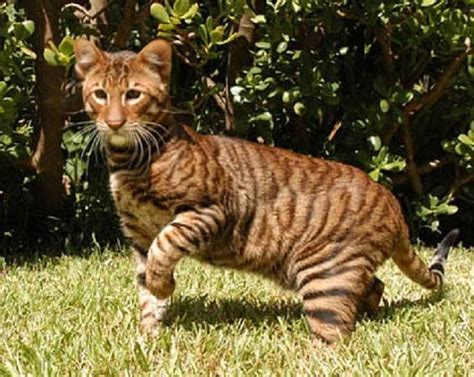 Tiger Cat Breed