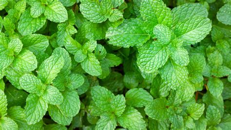 How To Grow And Take Care Of Peppermint Plants