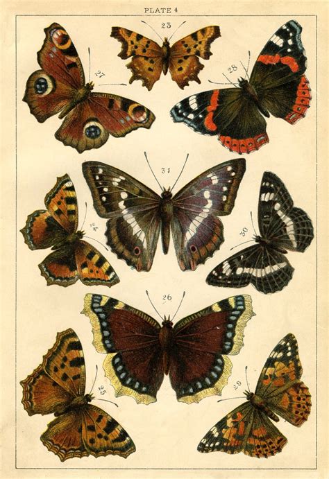 This print comes from a circa 1863 german natural history butterflies and moths book. 50 Free Wall Art Printables! - The Graphics Fairy