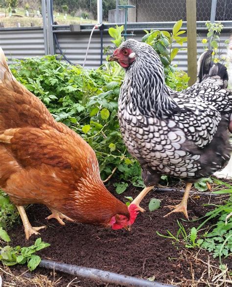 Eating Nutritiously Is Especially Important For Backyard Chickens Here Are Some Species To
