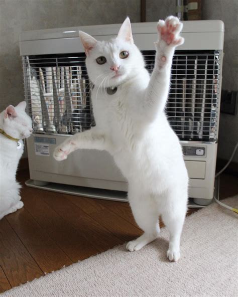 Pin By Yucchi On Jumping And Dancing Cat In 2021 Dancing Cat Cats Dance