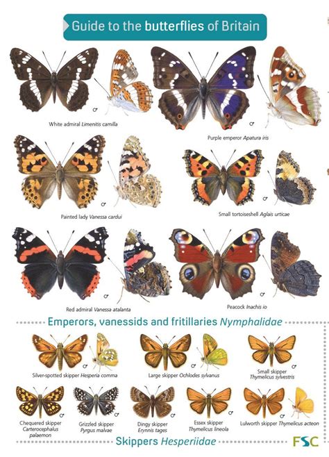 Twitter Butterfly Identification Butterfly Conservation Butterfly