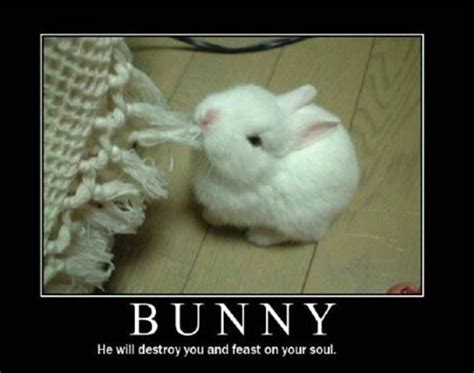 Mwahahahaha Evil Bunny Not Possible Evil Bunnies