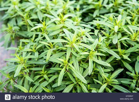 Lemon verbena (botanical name, aloysia triphylla) is among those plants that have suffered owing to their renaming. Aloysia citrodora clipart 20 free Cliparts | Download ...
