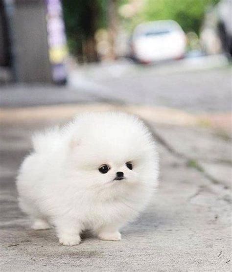 Find your new companion at nextdaypets.com. Cost Of Teacup Pomeranian Puppy In India