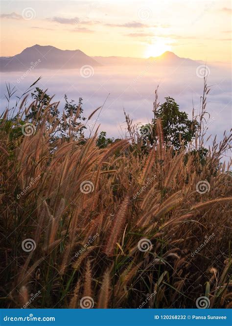 Beautiful Landscape Lot Of Fog Phu Thok Stock Photo Image Of Peak