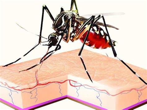 7 myths about dengue and malaria you must stop believing times of india