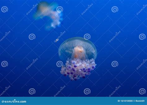 Graceful Sea Animal White Spotted Jellyfish In Blue Water Stock Photo