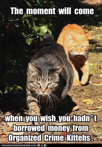 Lolcats Mafia Lol At Funny Cat Memes Funny Cat Pictures With
