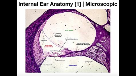 Cochlea Histology Labeled