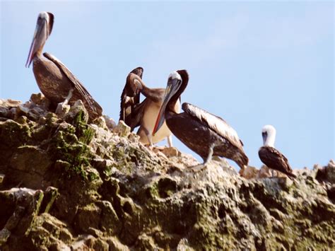 The Ballestas Islands Peru Choosing The Right Tours Wildlife Guide
