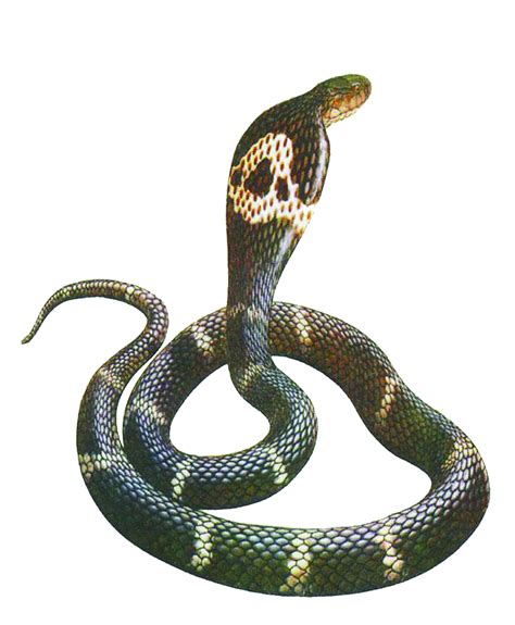 Cobra Serpiente Imágenes Png Descarga Gratuita