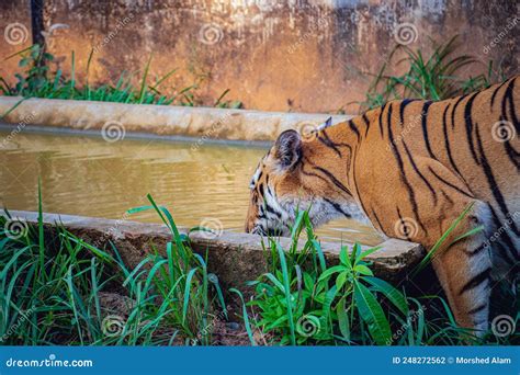 Tiger Drinking Water Stock Photo Image Of Safari Alone 248272562