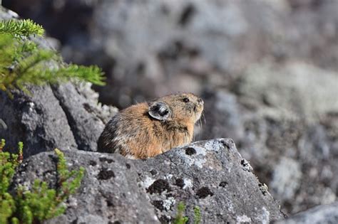 Japanese Pika Sunbathing On A Rock Stock Photo Download Image Now