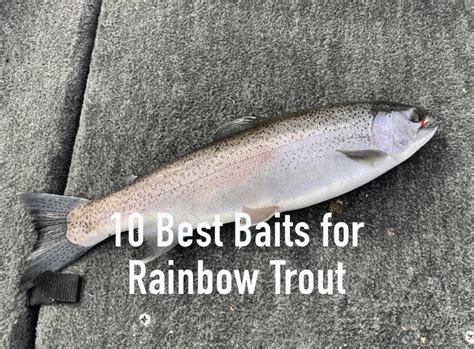 10 Best Baits For Rainbow Trout Tilt Fishing